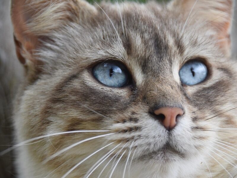 Гороскоп для всіх знаків зодіаку на перші вихідні грудня 2025 року