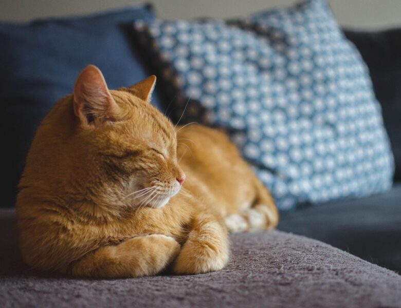 Кішки частіше “розмовляють” із чоловіками, ніж із жінками – вчені