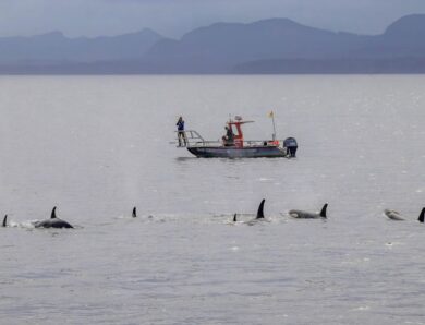 Косатки й дельфіни виявилися мисливським тандемом