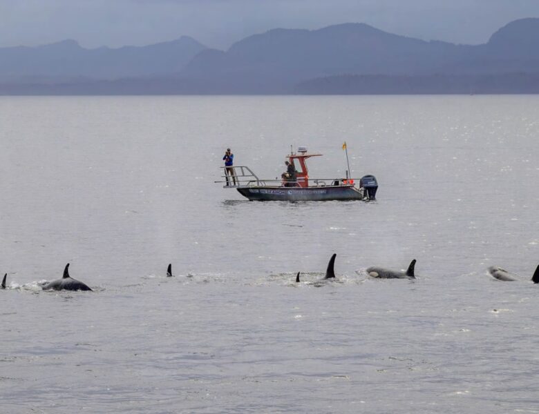 Косатки й дельфіни виявилися мисливським тандемом