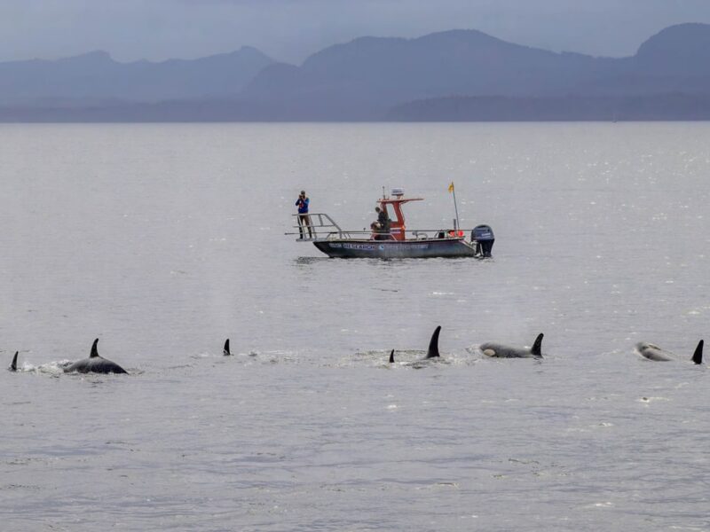 Косатки й дельфіни виявилися мисливським тандемом