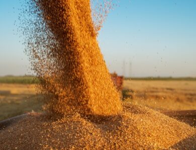 Молдова скасує обмеження на імпорт зерна з України