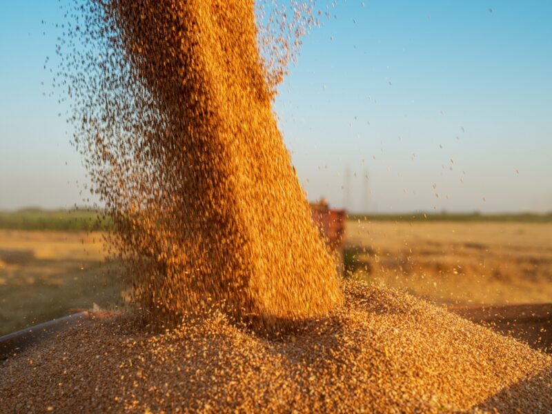 Молдова скасує обмеження на імпорт зерна з України