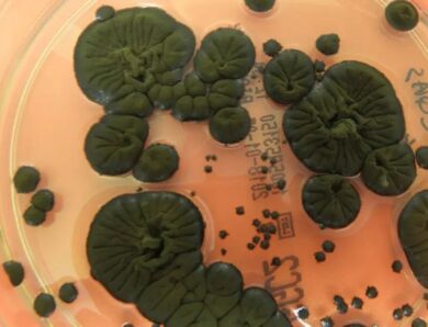 NASA розглядає чорнобильські гриби як новий захист від радіації в космосі