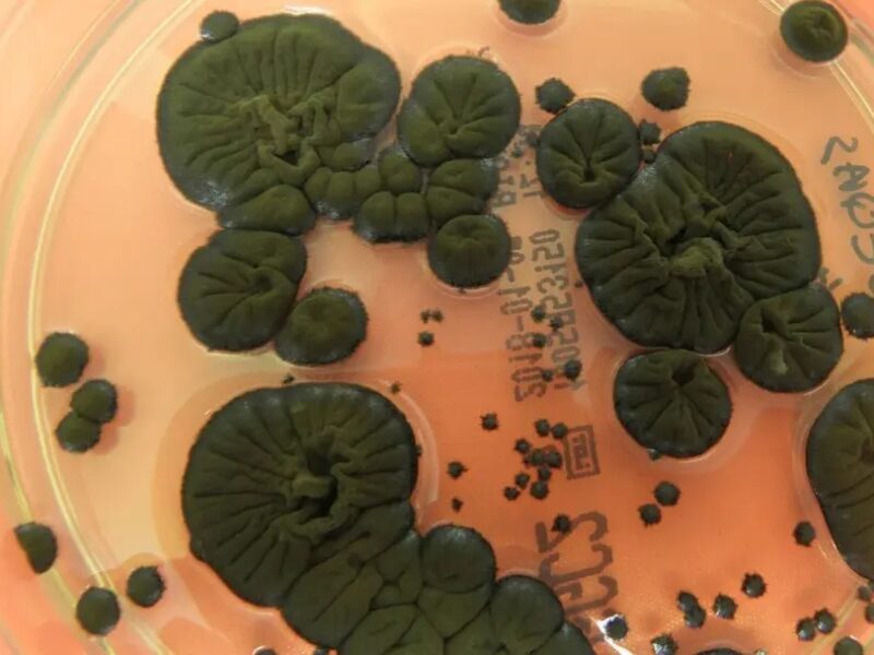 NASA розглядає чорнобильські гриби як новий захист від радіації в космосі