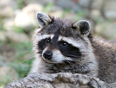 “П&rsquo;яний єнот” із Вірджинії знову вийшов на справу та став легендою