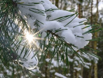 Сніг та нічні морози: якої погоди слід очікувати на вихідних