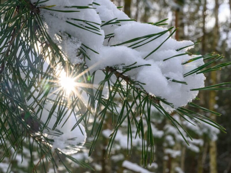 Сніг та нічні морози: якої погоди слід очікувати на вихідних