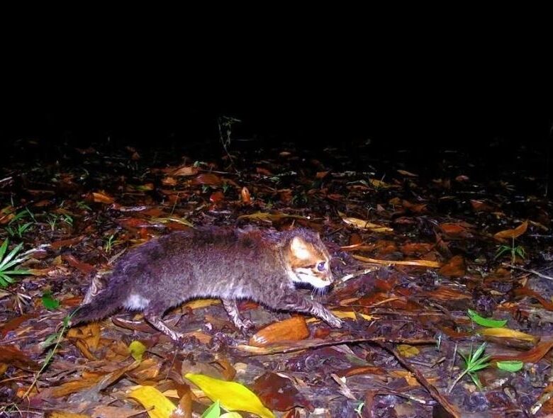 У Таїланді помітили кішку, яка вважалася вимерлою