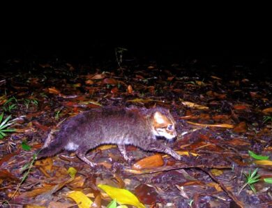 У Таїланді вперше за 30 років зафіксували рідкісну дику кішку