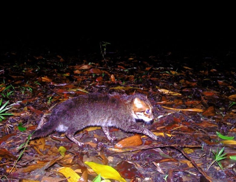 У Таїланді вперше за 30 років зафіксували рідкісну дику кішку