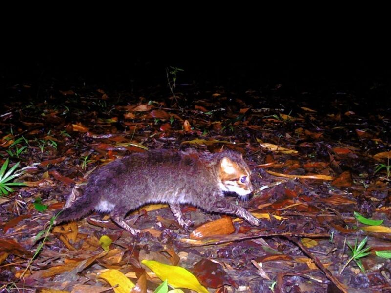 У Таїланді вперше за 30 років зафіксували рідкісну дику кішку