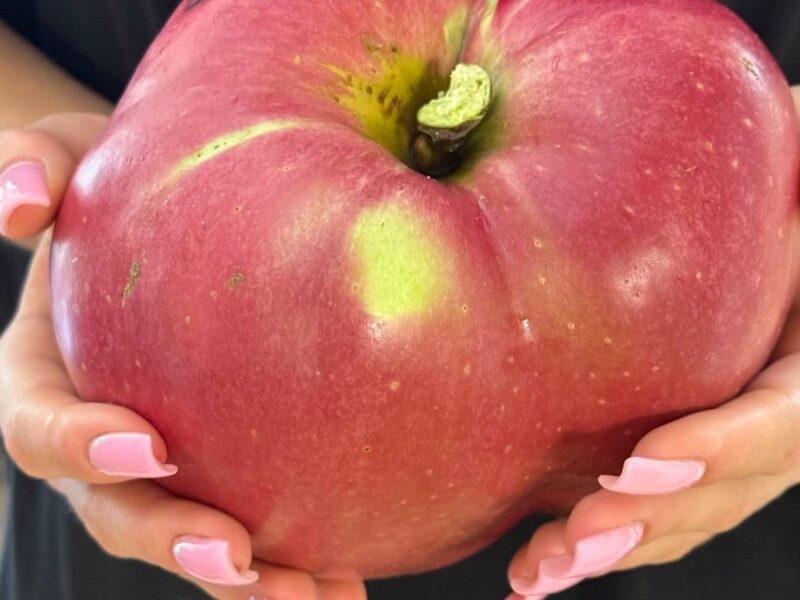 В Україні виростили яблуко-гігант
