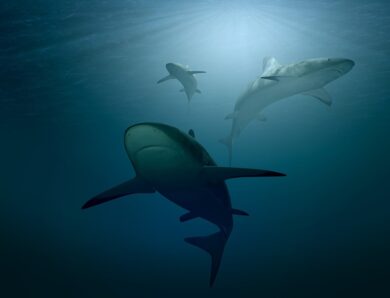 Акула напала на хлопчика біля Сіднея: дитину з травмами госпіталізували