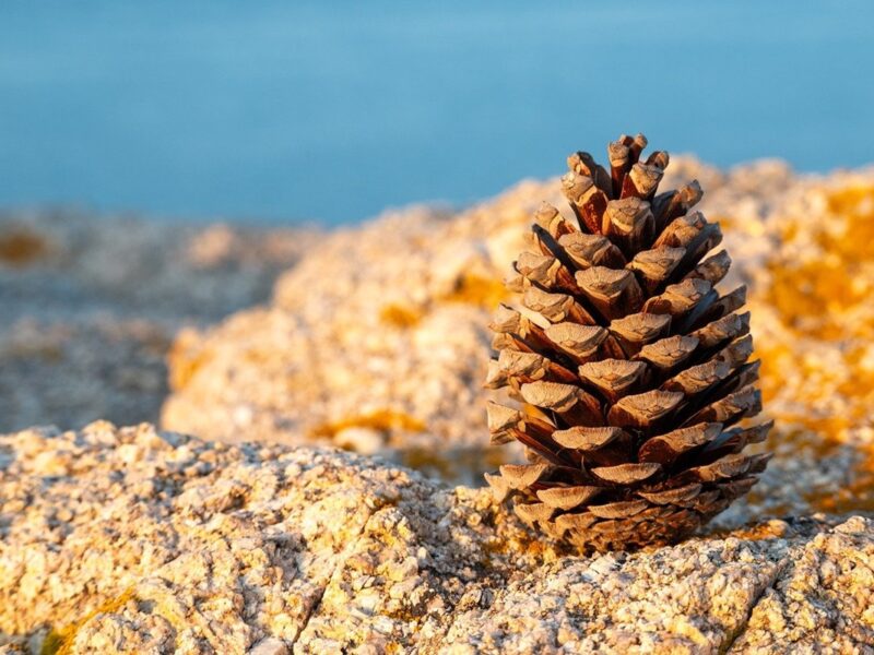 Гороскоп для всіх знаків зодіаку на 13 січня 2026 року