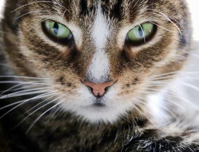 Гороскоп для всіх знаків зодіаку на 27 січня 2026 року