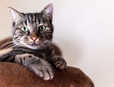 Гороскоп для всіх знаків зодіаку на вихідні 31 січня – 1 лютого 2026 року