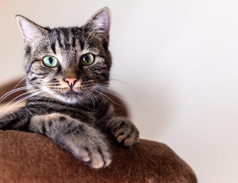 Гороскоп для всіх знаків зодіаку на вихідні 31 січня – 1 лютого 2026 року