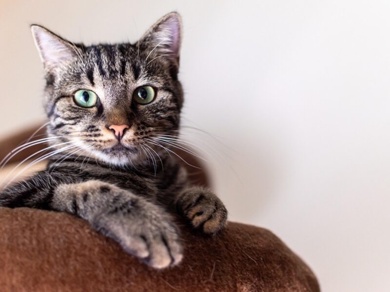 Гороскоп для всіх знаків зодіаку на вихідні 31 січня – 1 лютого 2026 року