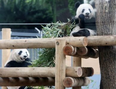 Китай забрав останніх панд із Японії: завершилася 50-річна епоха