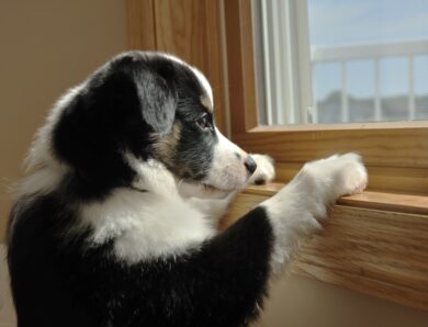 На Хмельниччині чоловік викинув собаку з сьомого поверху
