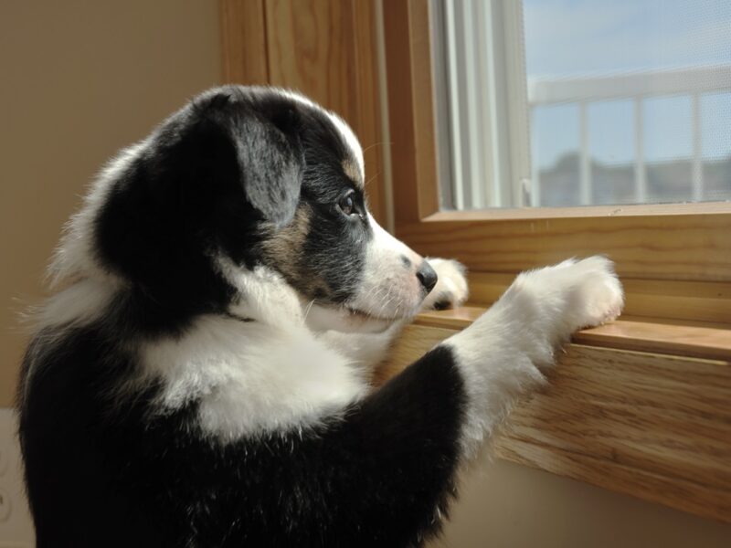 На Хмельниччині чоловік викинув собаку з сьомого поверху