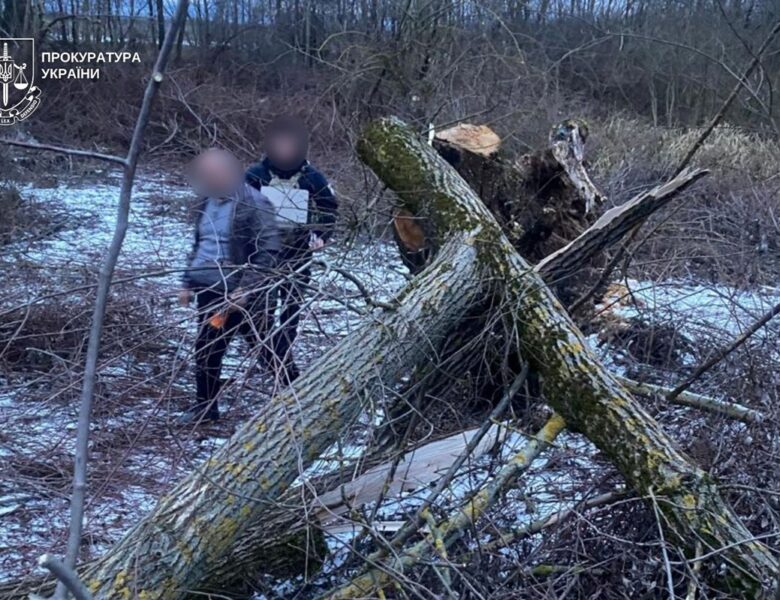 На Закарпатті дерево впало на 8-річну дитину: дівчинка загинула