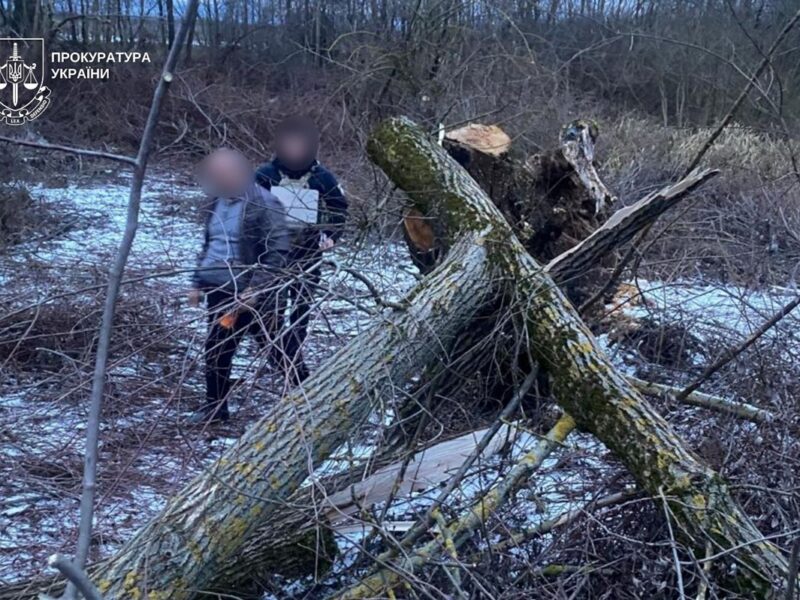 На Закарпатті дерево впало на 8-річну дитину: дівчинка загинула