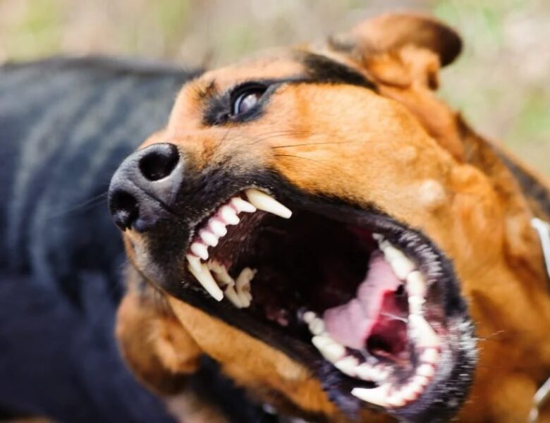 На Закарпатті собаки покусали дітей, що попросилися в туалет при дорозі