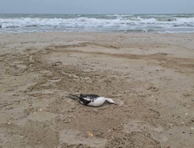 Розлив олії під Одесою призвів до загибелі понад 1000 птахів – еколог