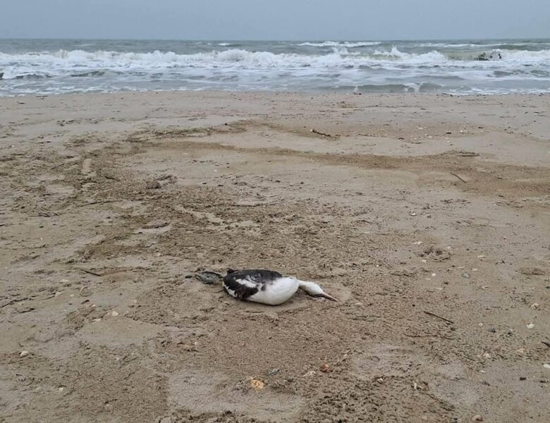 Розлив олії під Одесою призвів до загибелі понад 1000 птахів – еколог