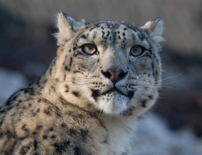 Туристка в Китаї постраждала від нападу барса, намагаючись зробити фото