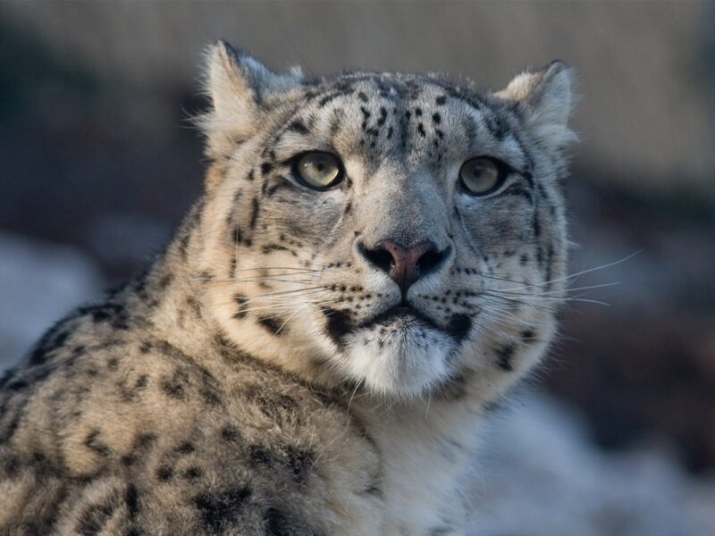 Туристка в Китаї постраждала від нападу барса, намагаючись зробити фото