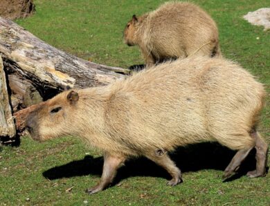 У Шотландії з ферми зникли дві капібари: власники підозрюють викрадення