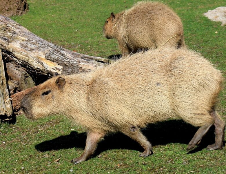 У Шотландії з ферми зникли дві капібари: власники підозрюють викрадення