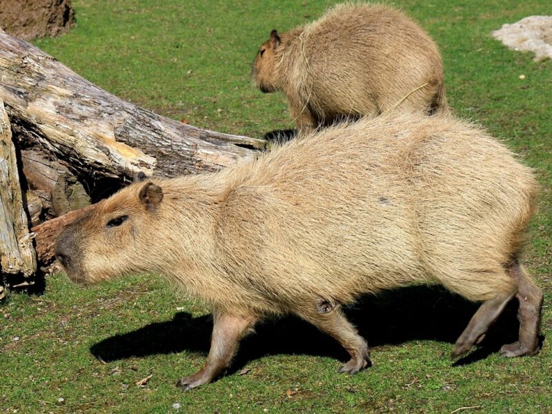 У Шотландії з ферми зникли дві капібари: власники підозрюють викрадення