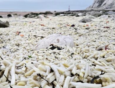 В Англії на узбережжя викинуло тонни картоплі фрі та цибулі