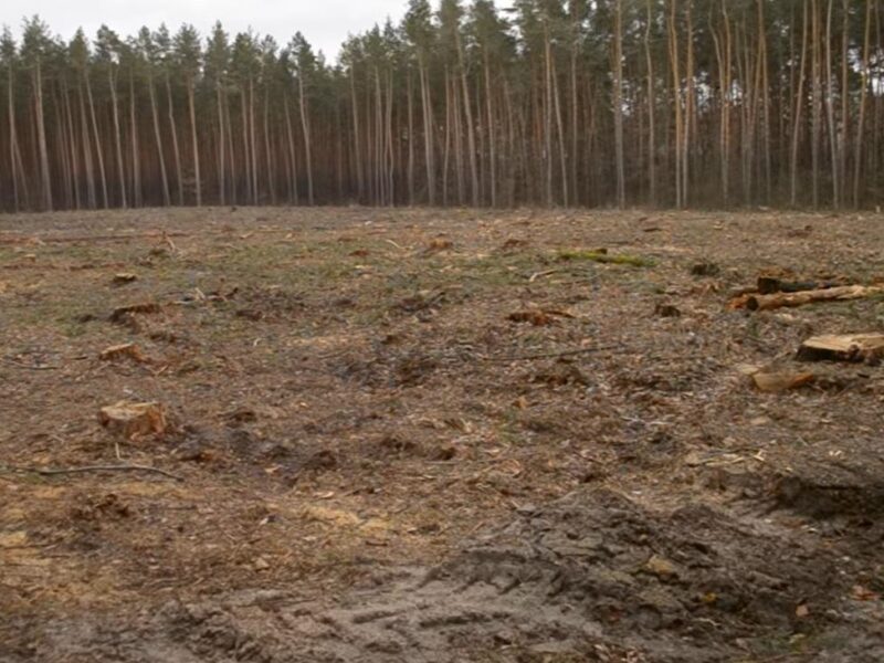 Збитки на 546 млн грн: ДБР викрило за рік сотні злочинів в лісовій галузі