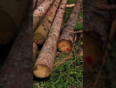 За незаконну порубку дерев прокуратура вимагає відшкодувати 11,8 млн грн