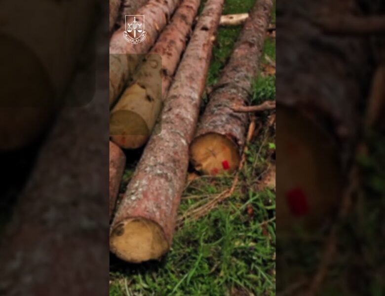 За незаконну порубку дерев прокуратура вимагає відшкодувати 11,8 млн грн