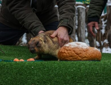 Бабак Тимко “спрогнозував” весну за шість тижнів