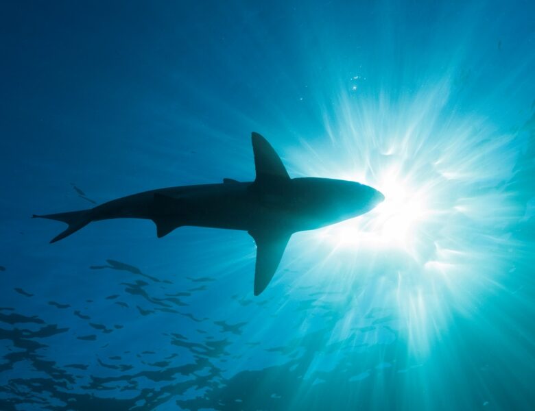 Біля Антарктиди вперше зафіксували акулу