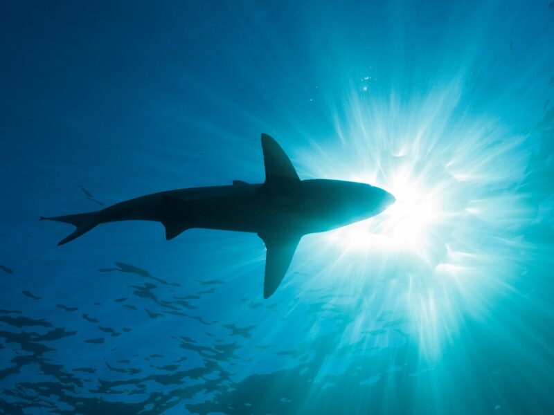 Біля Антарктиди вперше зафіксували акулу