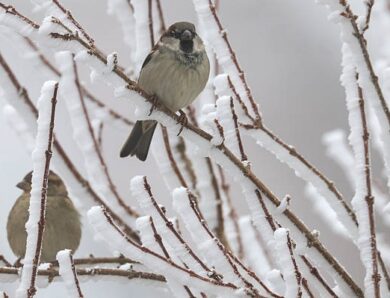 Екстремальні морози: чого чекати від погоди після вихідних