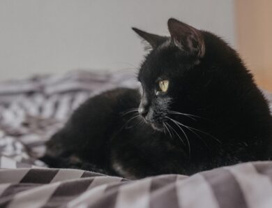 Гороскоп для всіх знаків зодіаку на 13 лютого 2025 року