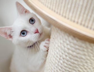 Гороскоп для всіх знаків зодіаку на 17 лютого 2026 року