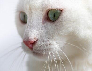 Гороскоп для всіх знаків зодіаку на 19 лютого 2026 року