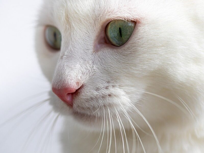 Гороскоп для всіх знаків зодіаку на 19 лютого 2026 року