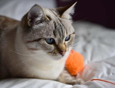 Гороскоп для всіх знаків зодіаку на 5 лютого 2026 року