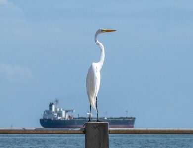 Індія закупила два мільйони барелів венесуельської нафти – ЗМІ